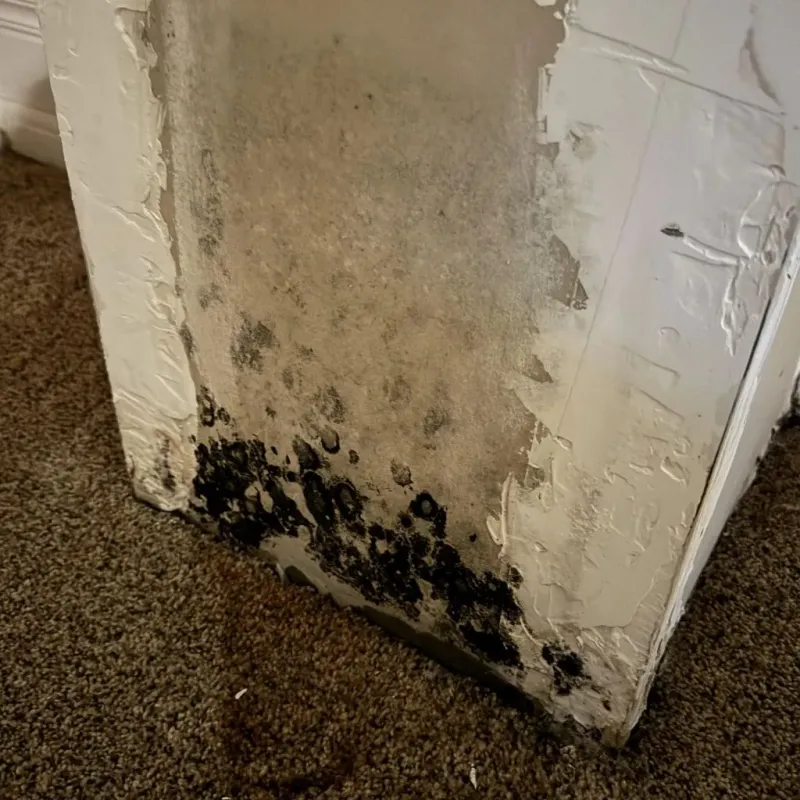 Professional Mold Removal in Yorktown, TX